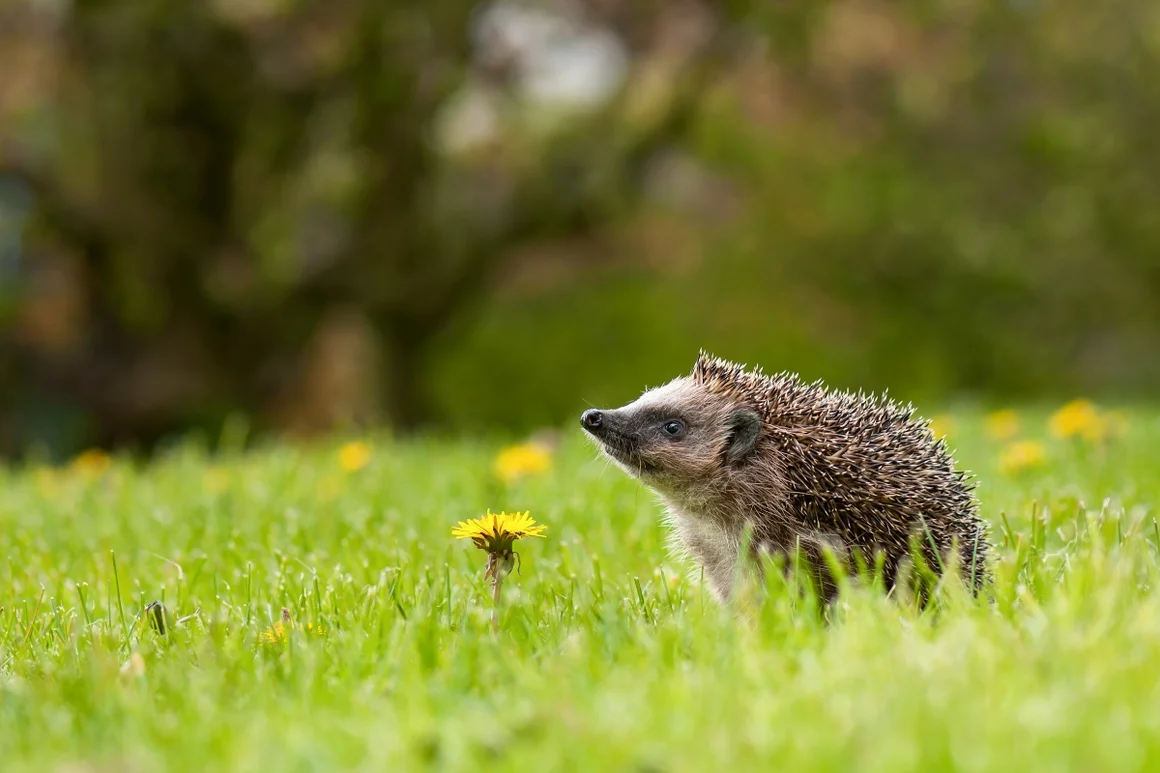 Igel auf einer Wiese
